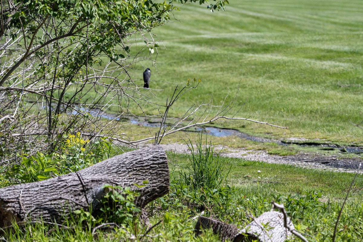 Eastern Kingbird - ML635549667