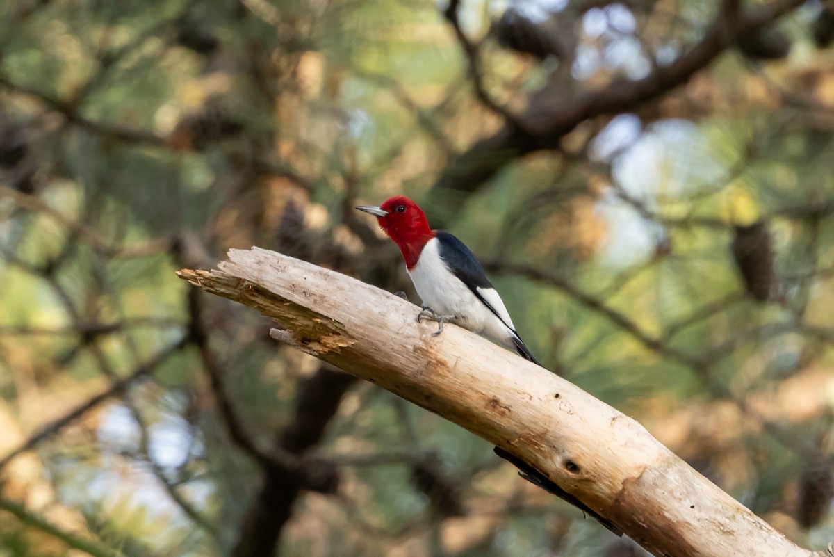 Red-headed Woodpecker - ML635549795