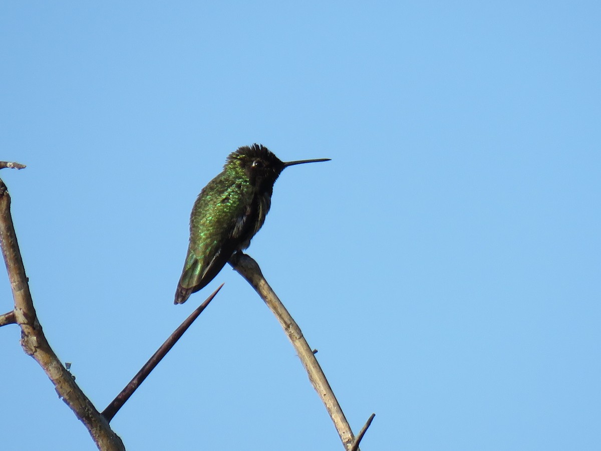 Anna's Hummingbird - ML635549797