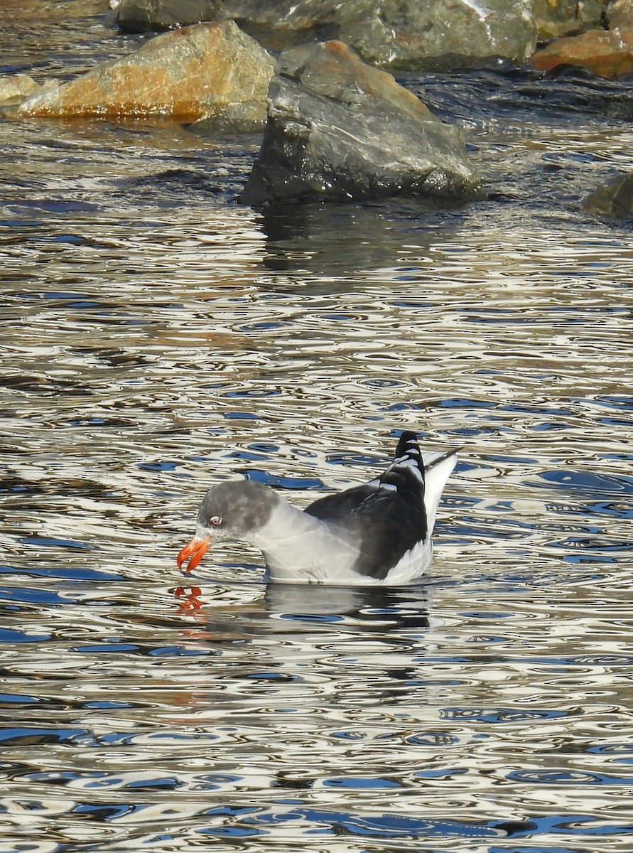 Dolphin Gull - ML635549827