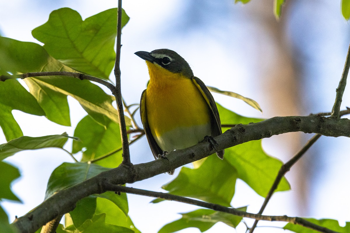 Yellow-breasted Chat - ML635549853