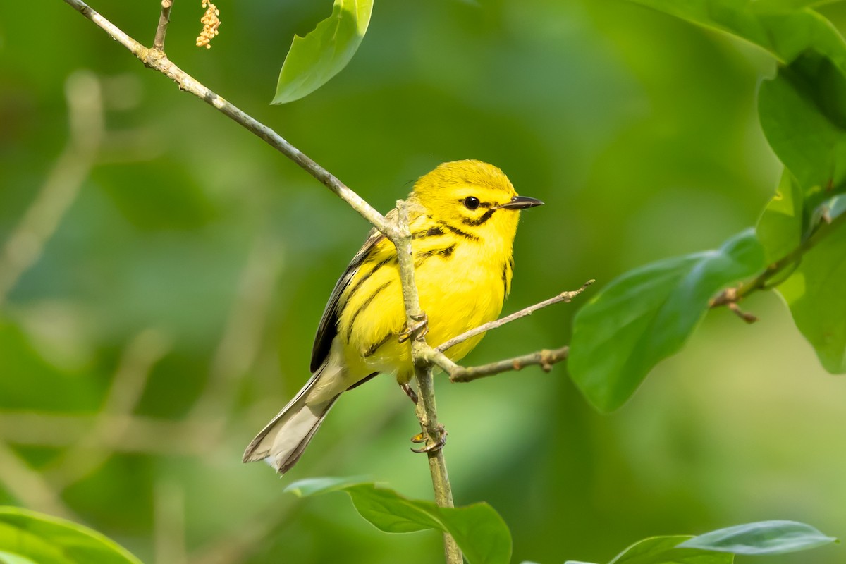 Prairie Warbler - ML635549904
