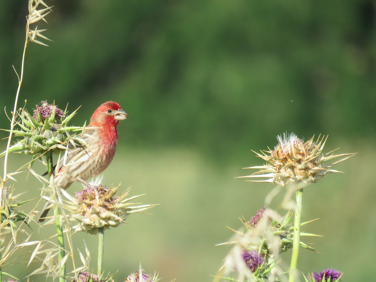 House Finch - ML635549928