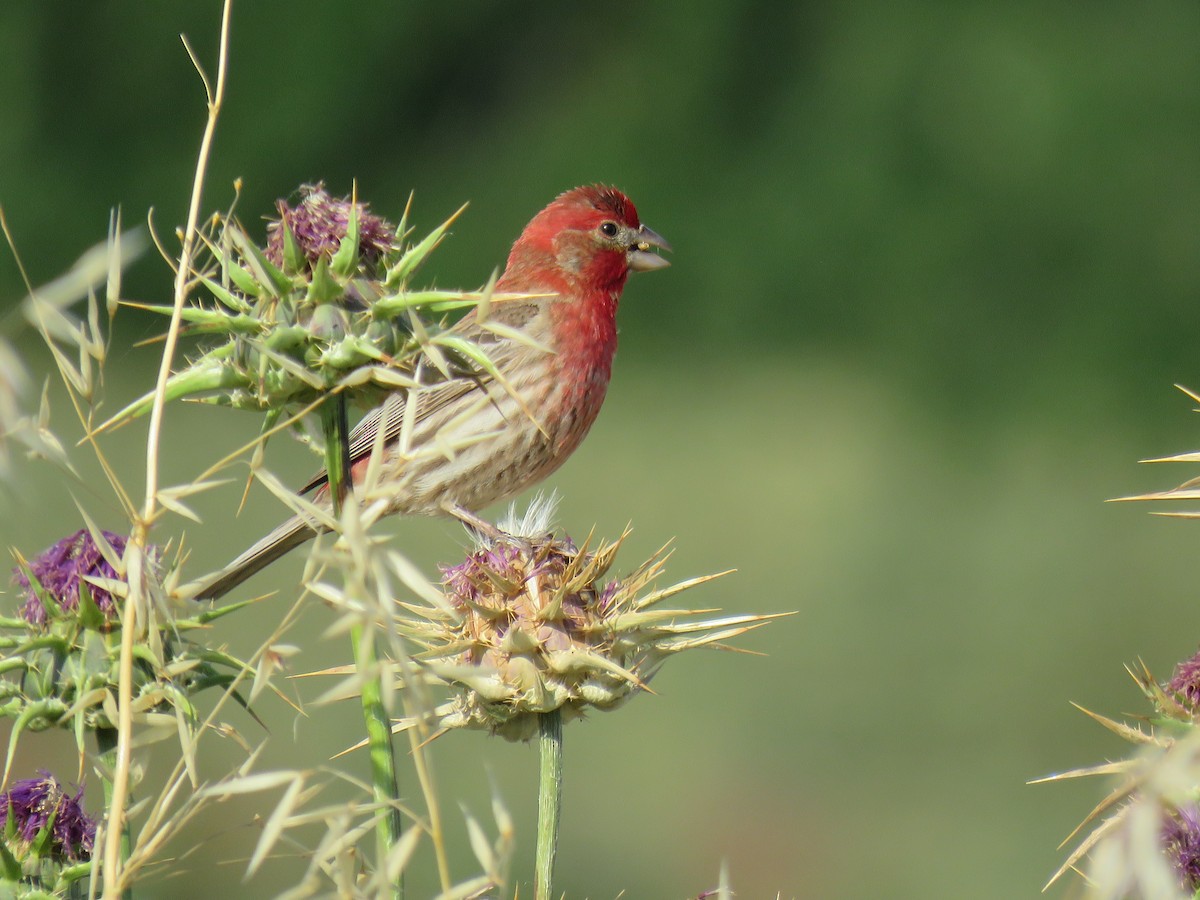 House Finch - ML635549929