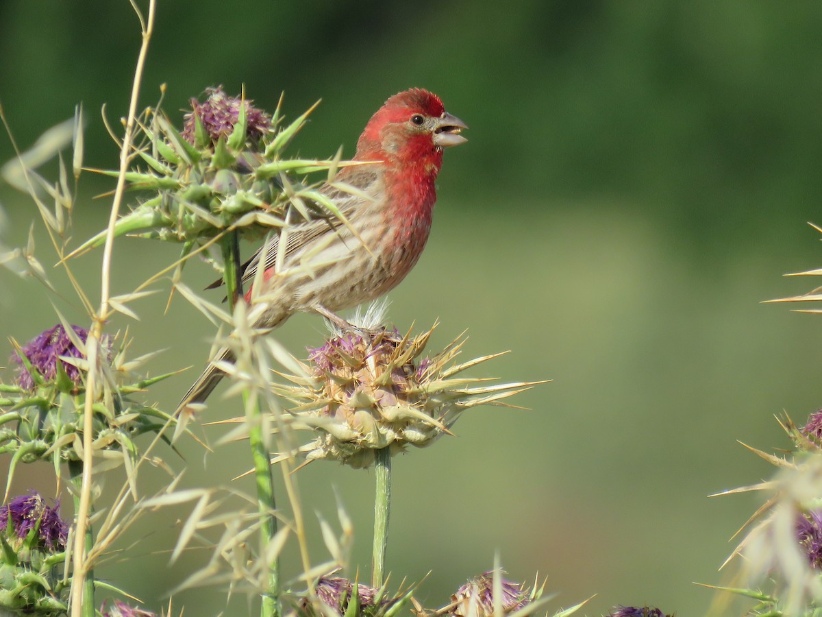 House Finch - ML635549930