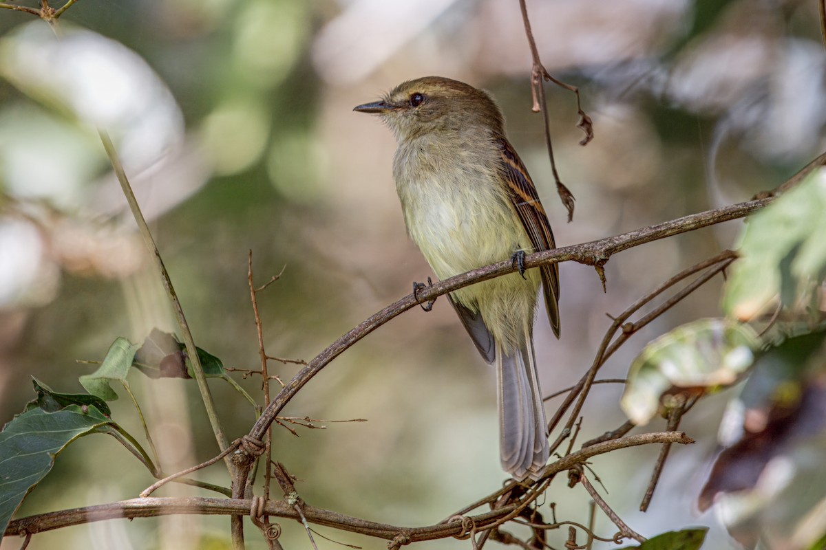 Fuscous Flycatcher (Fuscous) - ML635549973