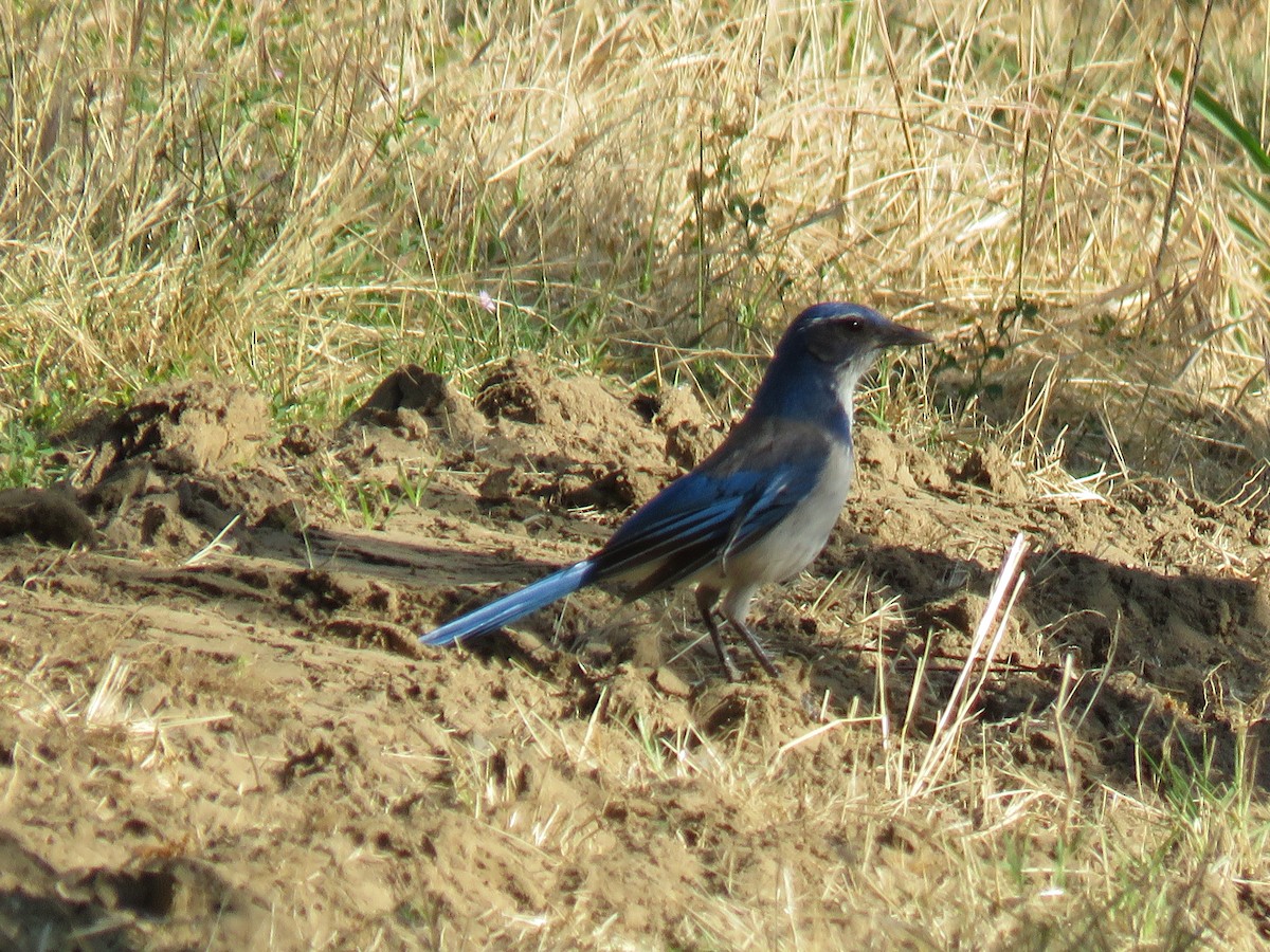 California Scrub-Jay - ML635550013