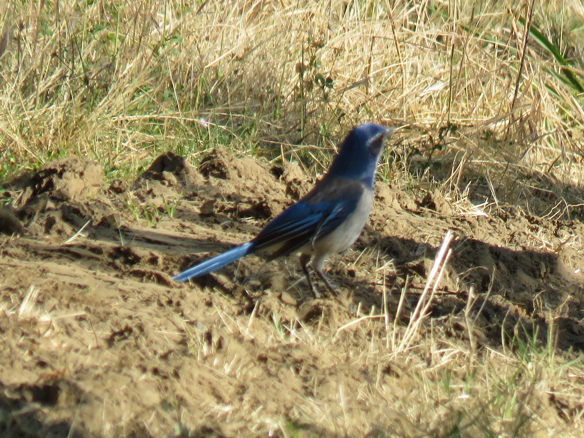 California Scrub-Jay - ML635550014