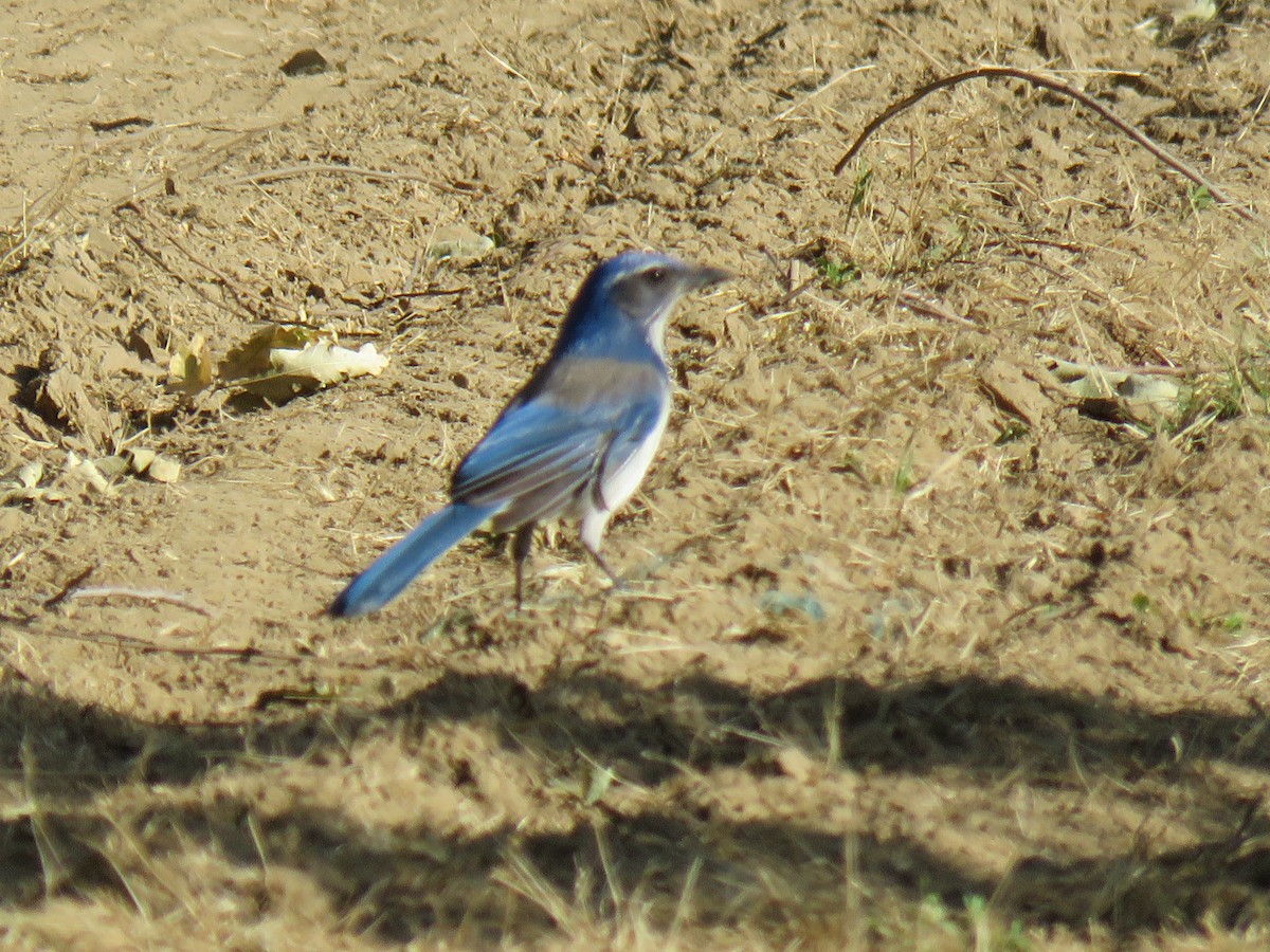 California Scrub-Jay - ML635550015