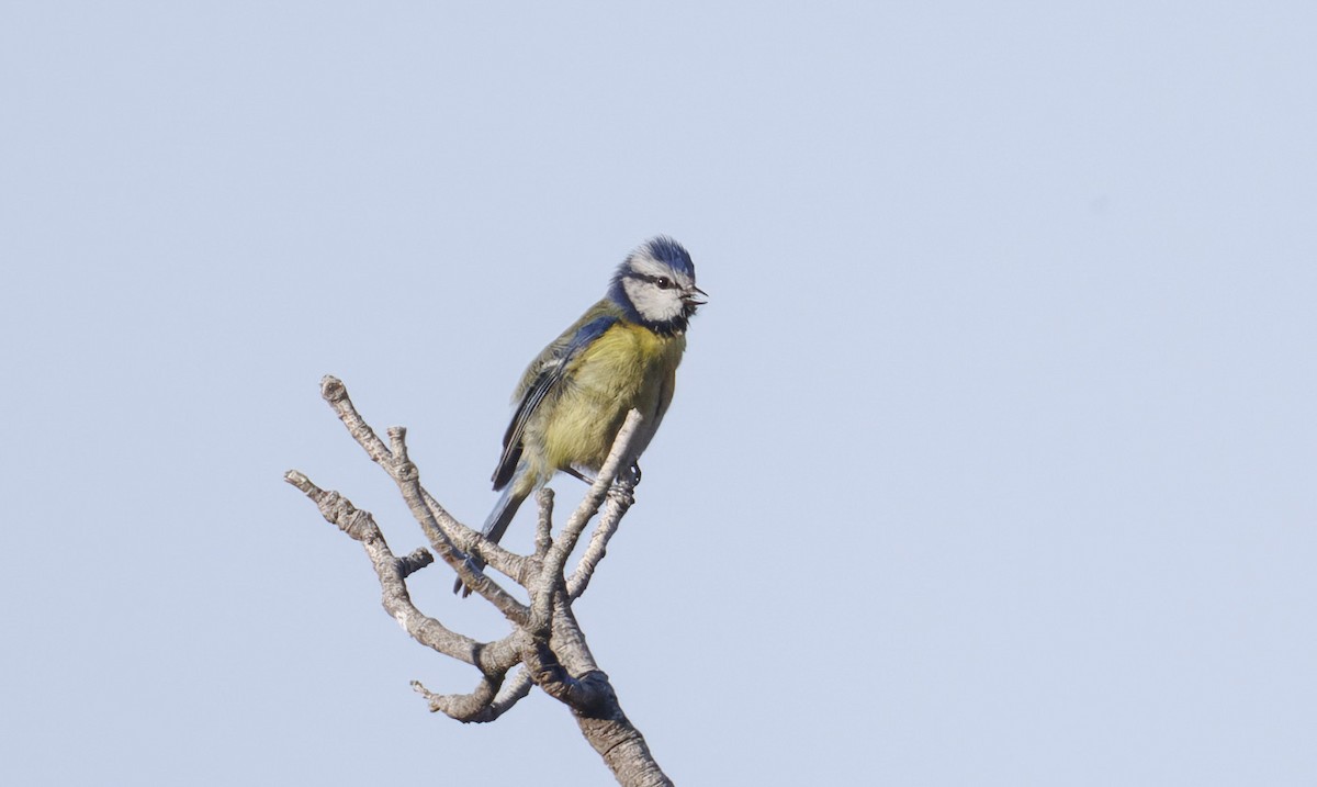 Eurasian Blue Tit - ML635550051