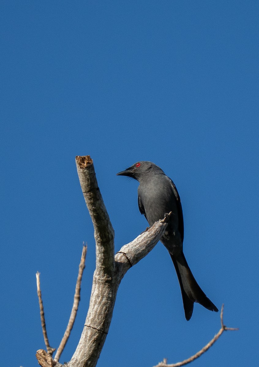 Palawan Drongo - ML635550053