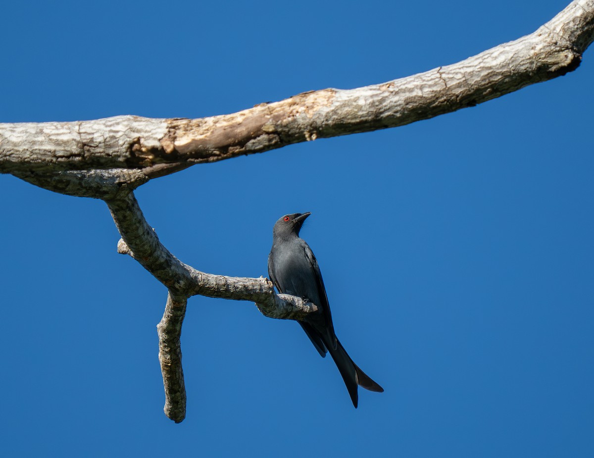 Palawan Drongo - ML635550057