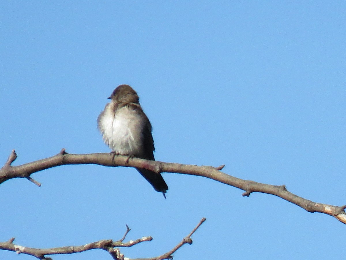 Northern Rough-winged Swallow - ML635550106