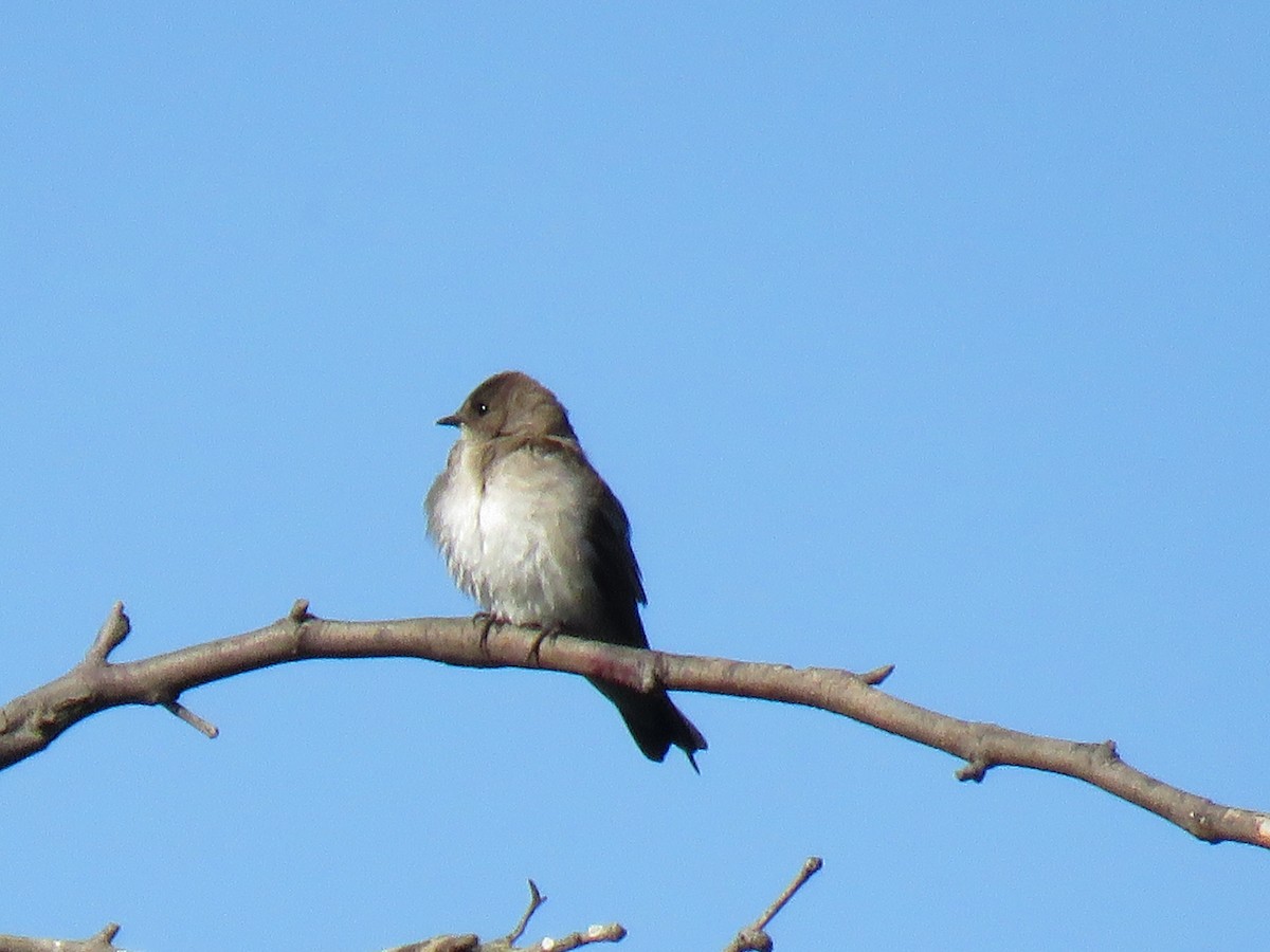 Northern Rough-winged Swallow - ML635550107