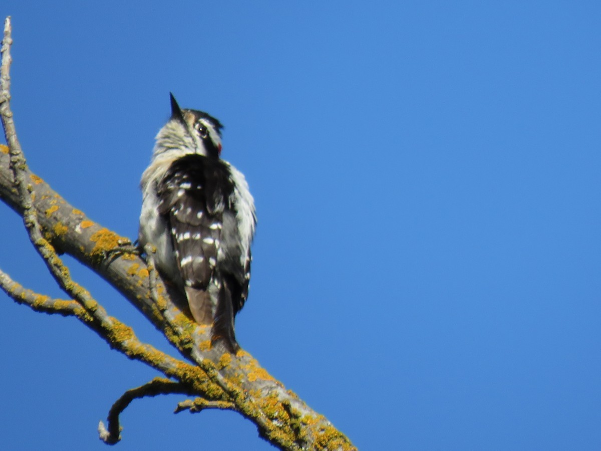 Nuttall's Woodpecker - ML635550180