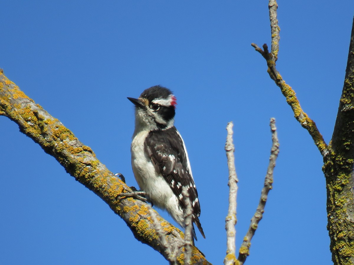 Nuttall's Woodpecker - ML635550181