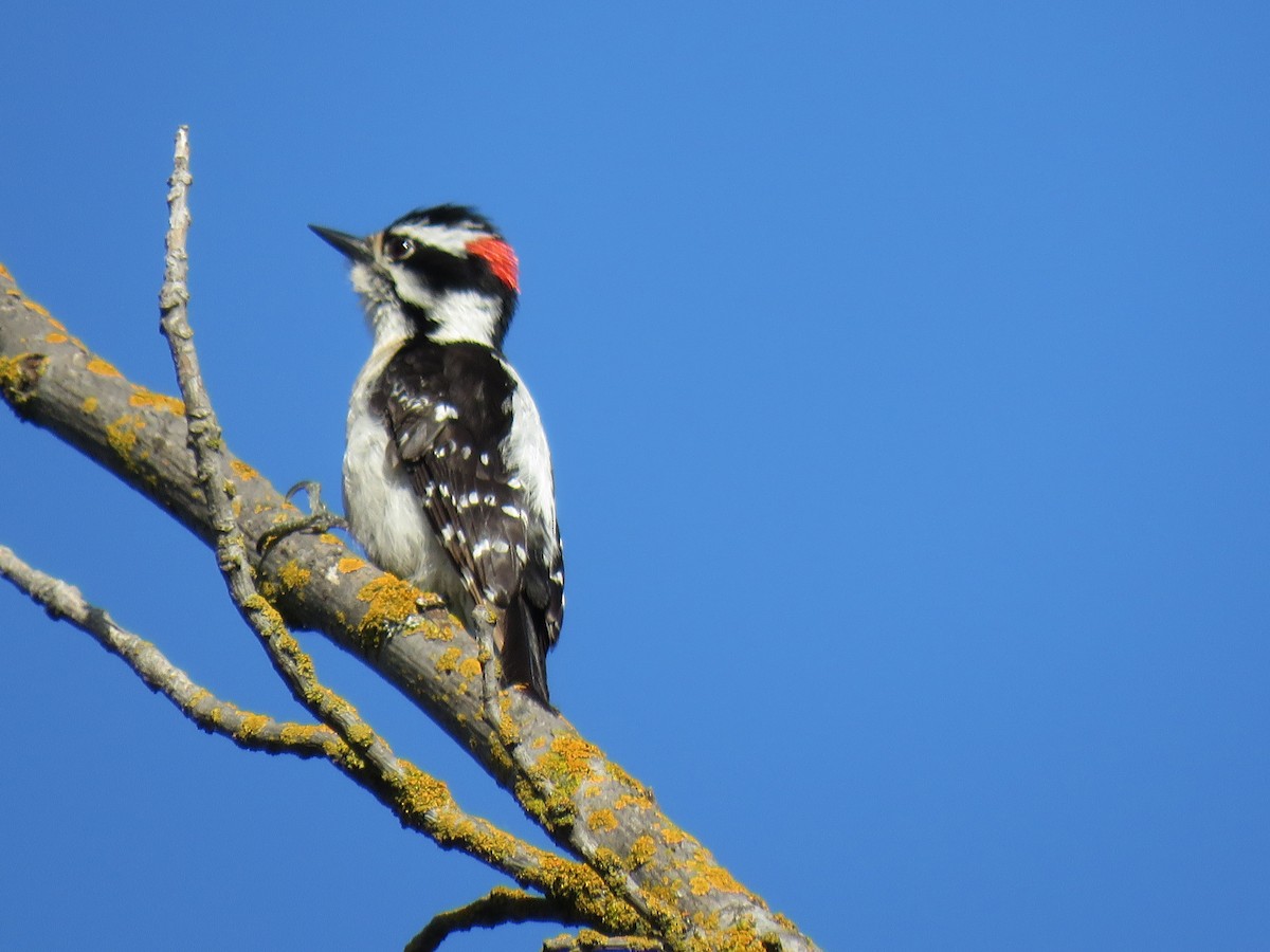 Nuttall's Woodpecker - ML635550182