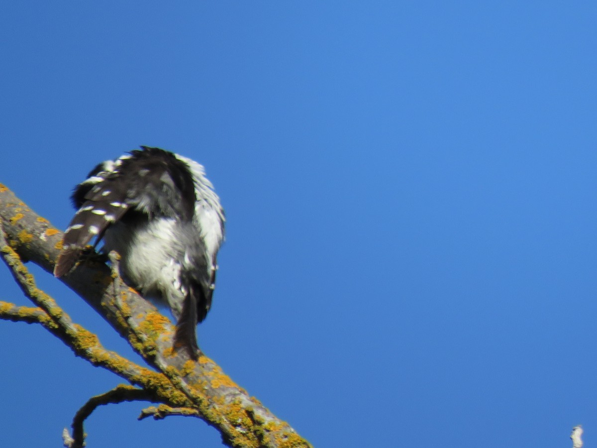 Nuttall's Woodpecker - ML635550183