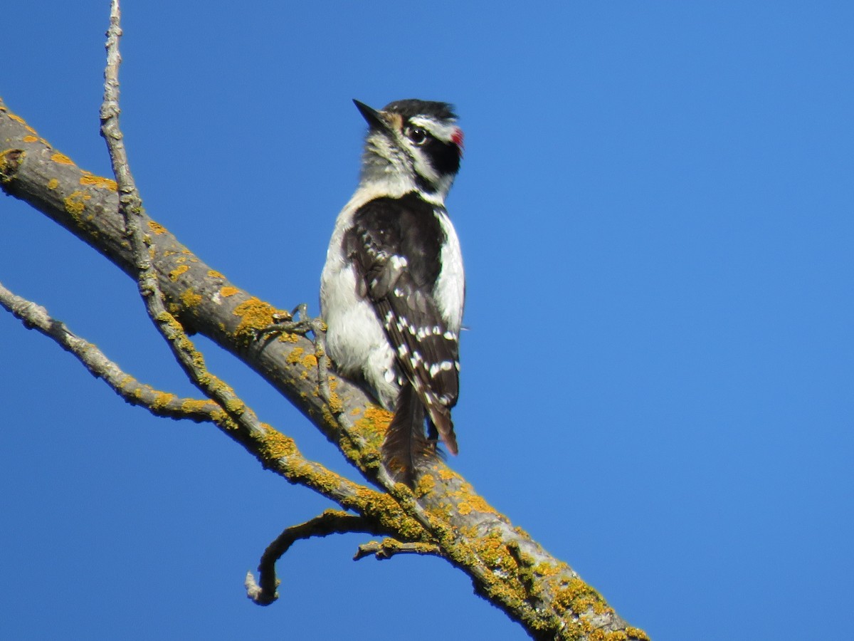 Nuttall's Woodpecker - ML635550184