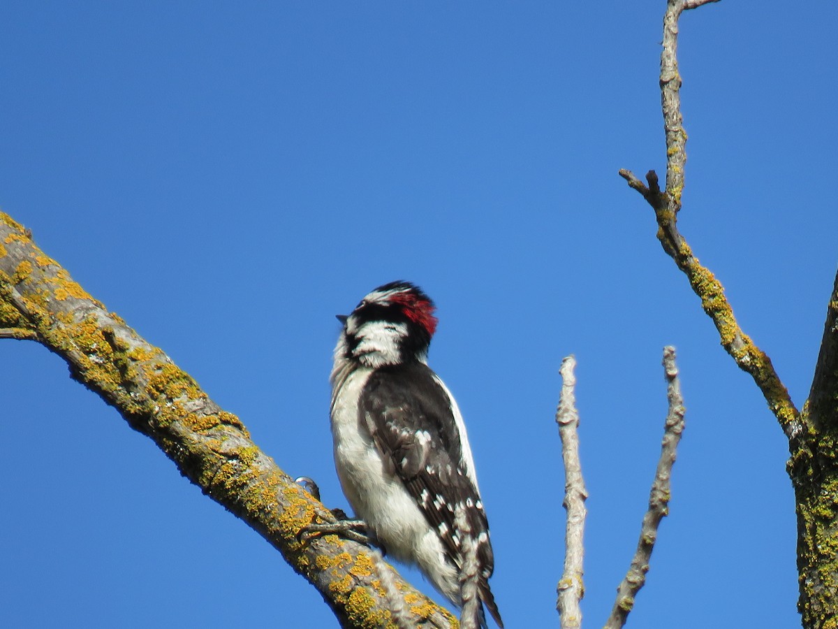 Nuttall's Woodpecker - ML635550185