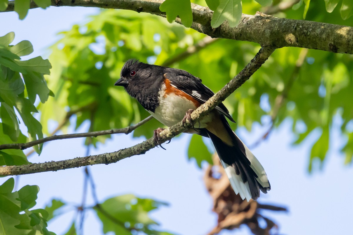 Eastern Towhee - ML635550241