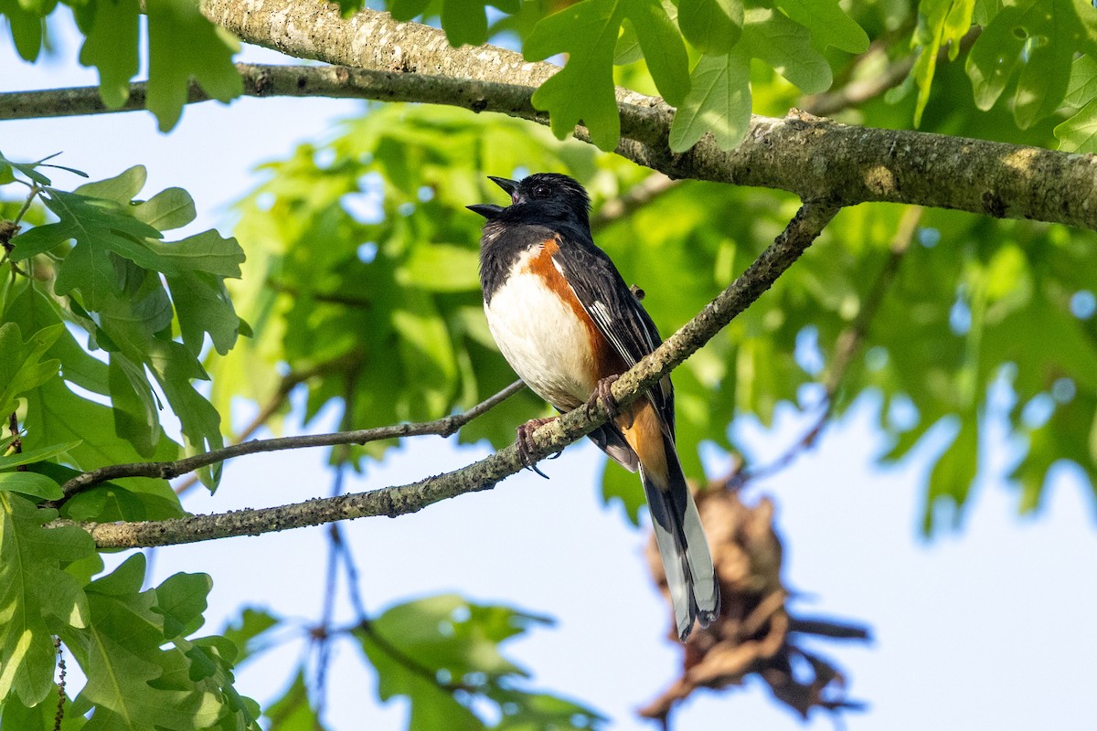 Eastern Towhee - ML635550242