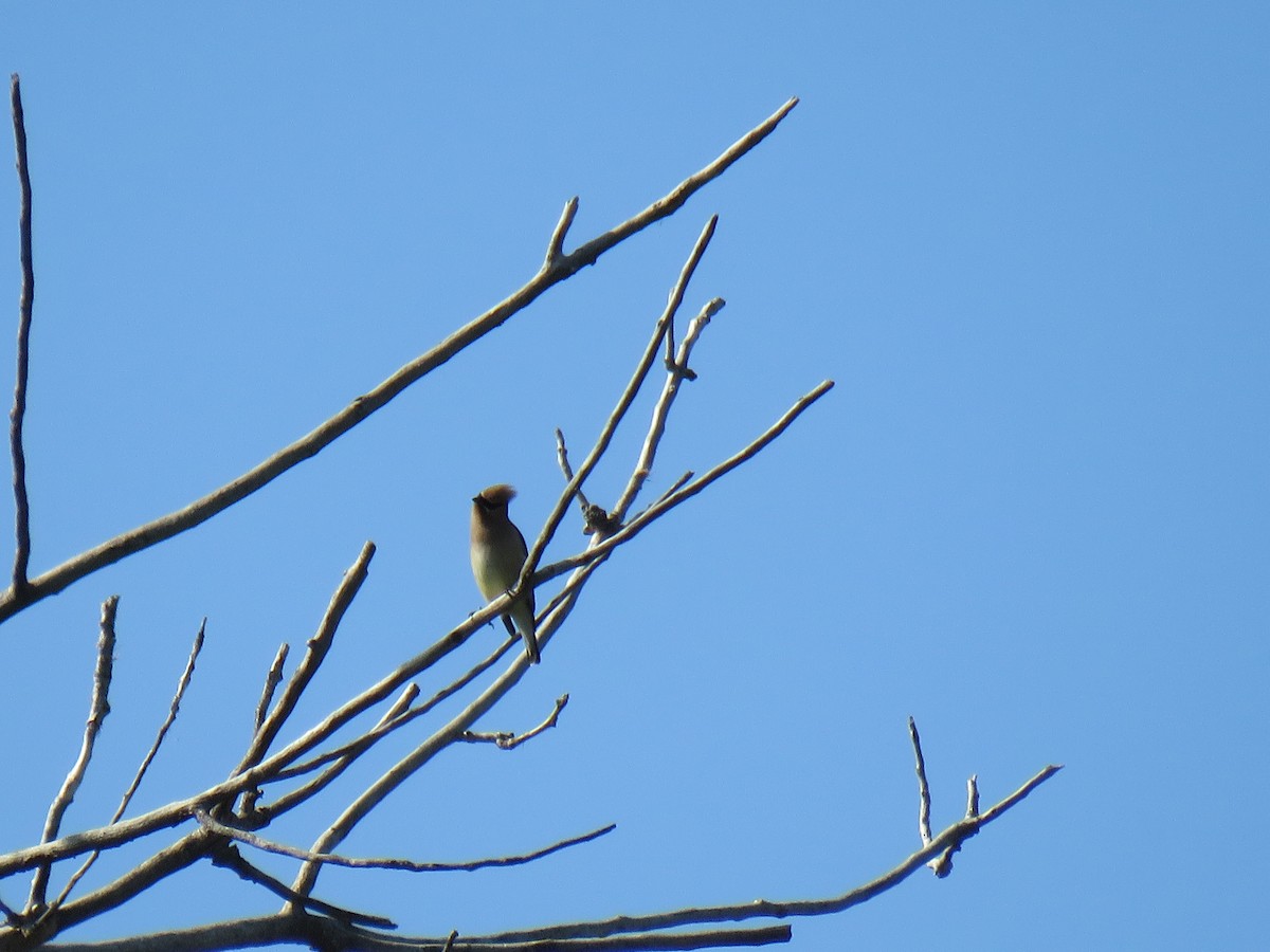 Cedar Waxwing - ML635550315