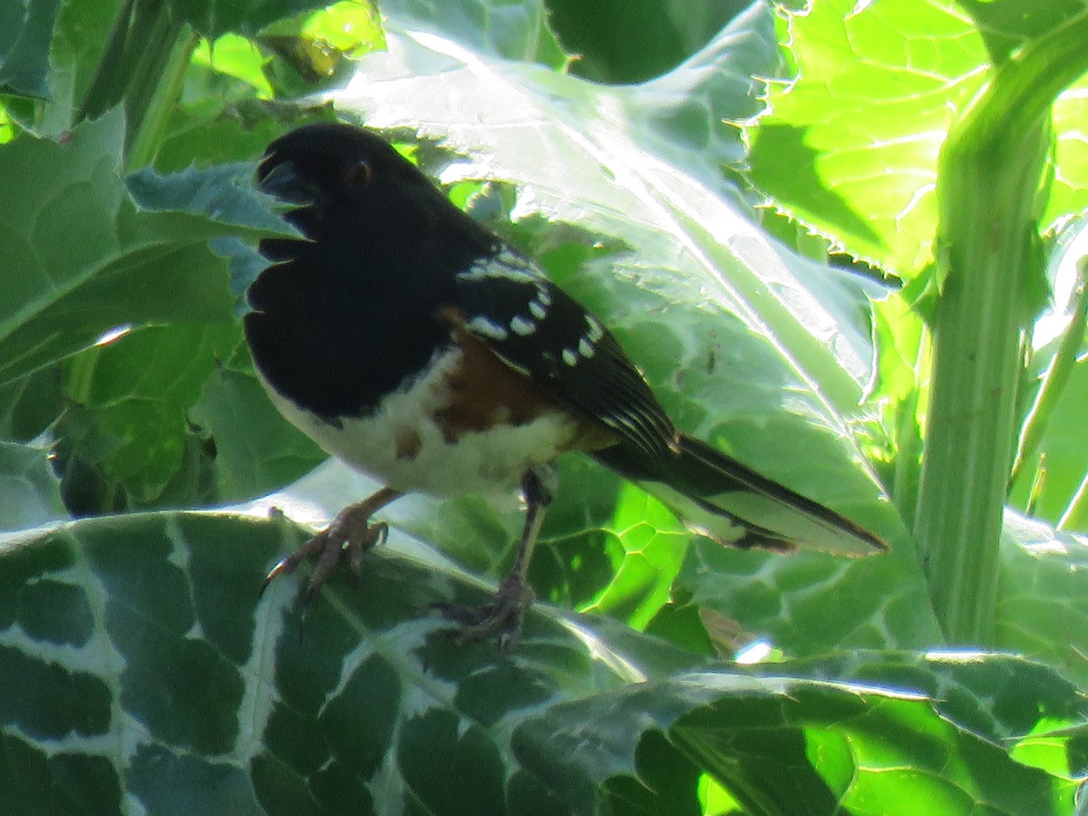 Spotted Towhee - ML635550361