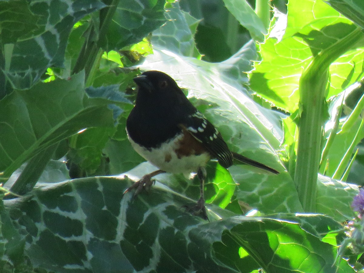 Spotted Towhee - ML635550363