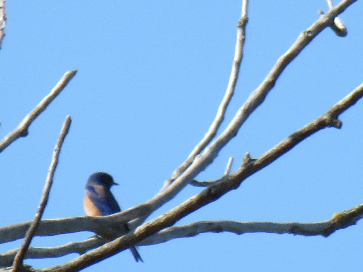 Western Bluebird - ML635550416