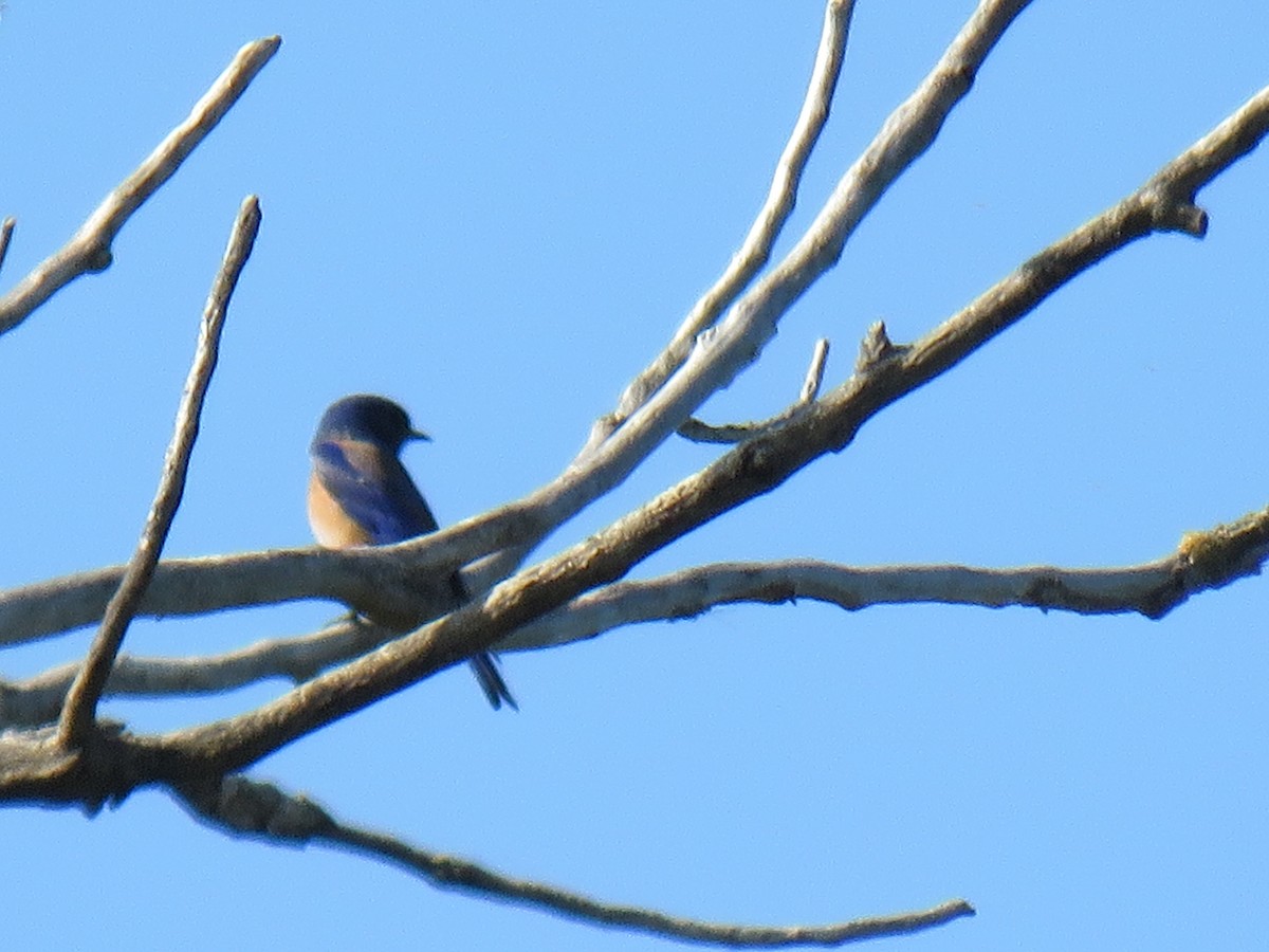 Western Bluebird - ML635550417
