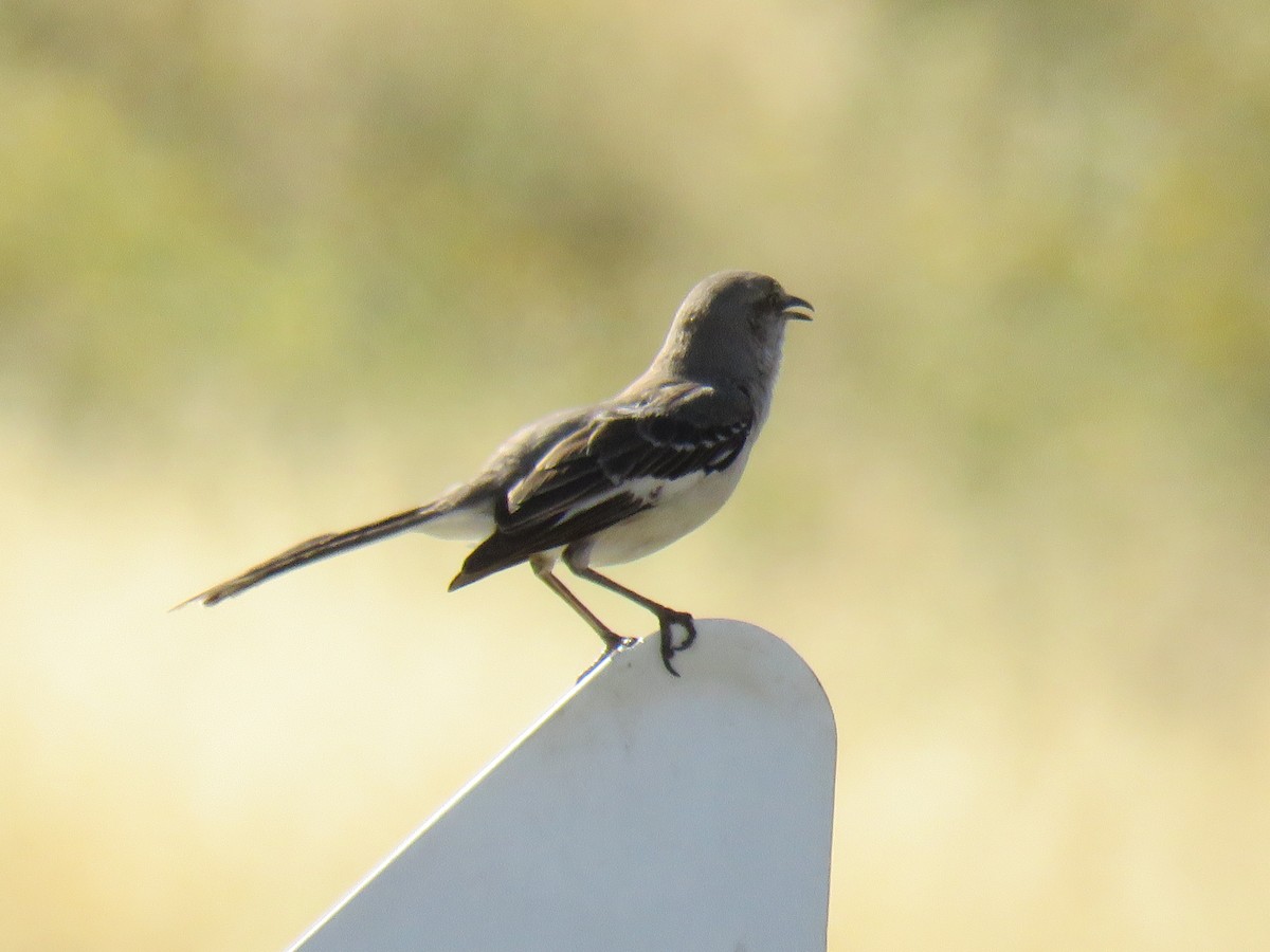 Northern Mockingbird - ML635550444