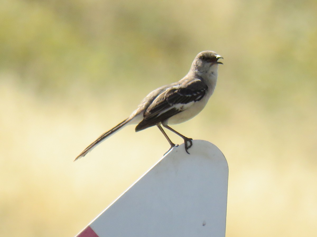 Northern Mockingbird - ML635550445