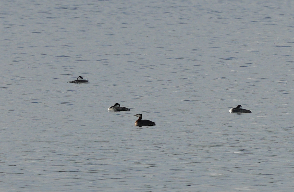 Red-necked Grebe - ML635550466