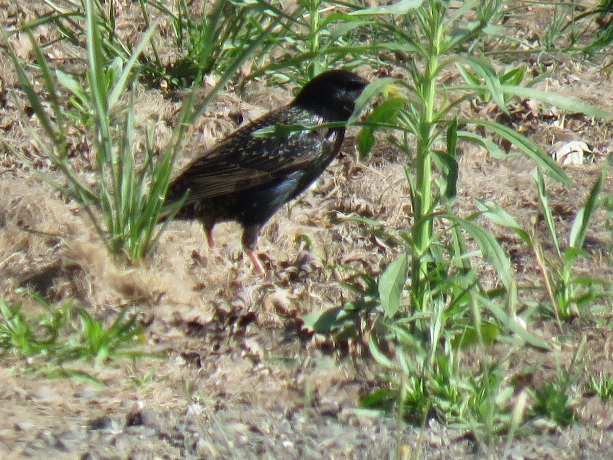 European Starling - ML635550484