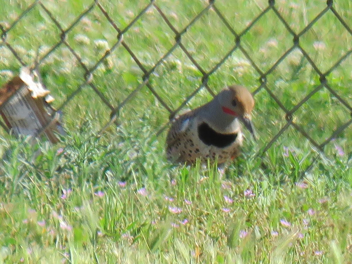 Northern Flicker - ML635550514