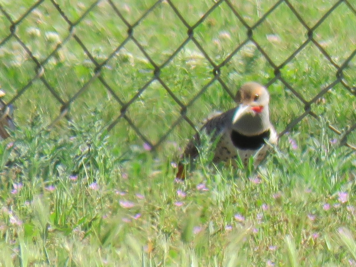 Northern Flicker - ML635550515