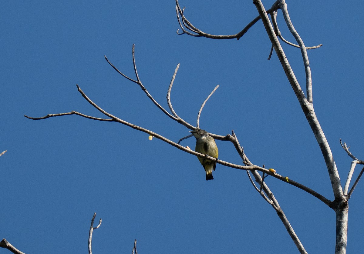 Zwergmistelfresser - ML635550597