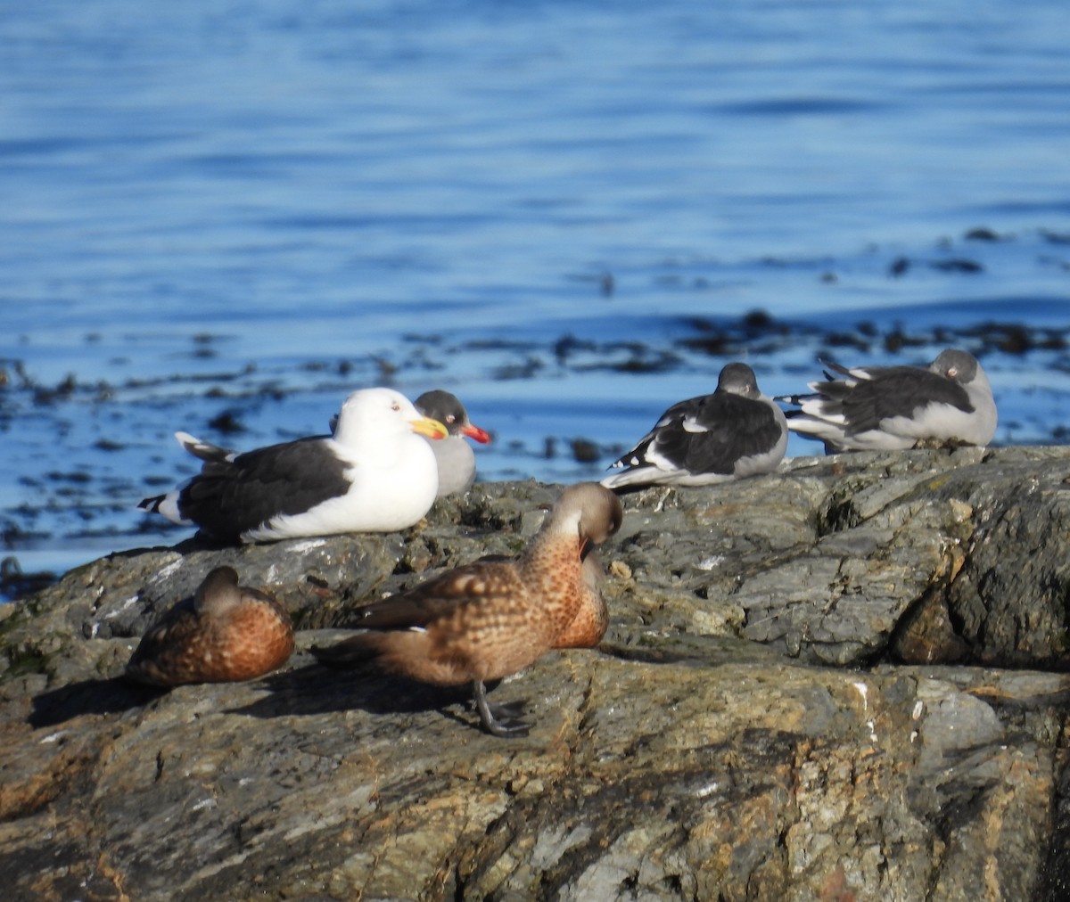 Crested Duck - ML635550619