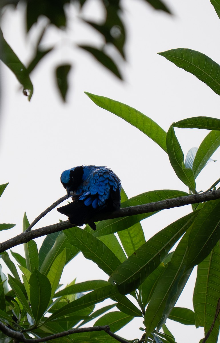 Palawan Fairy-bluebird - ML635550667
