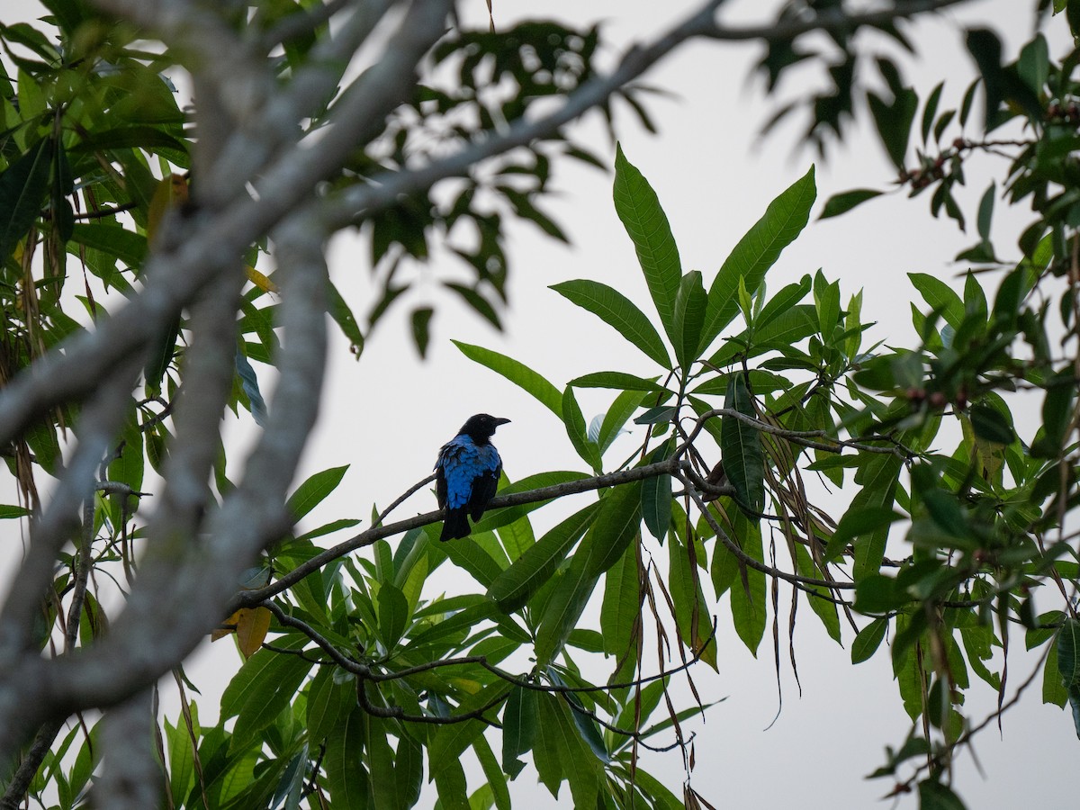 Palawan Fairy-bluebird - ML635550670