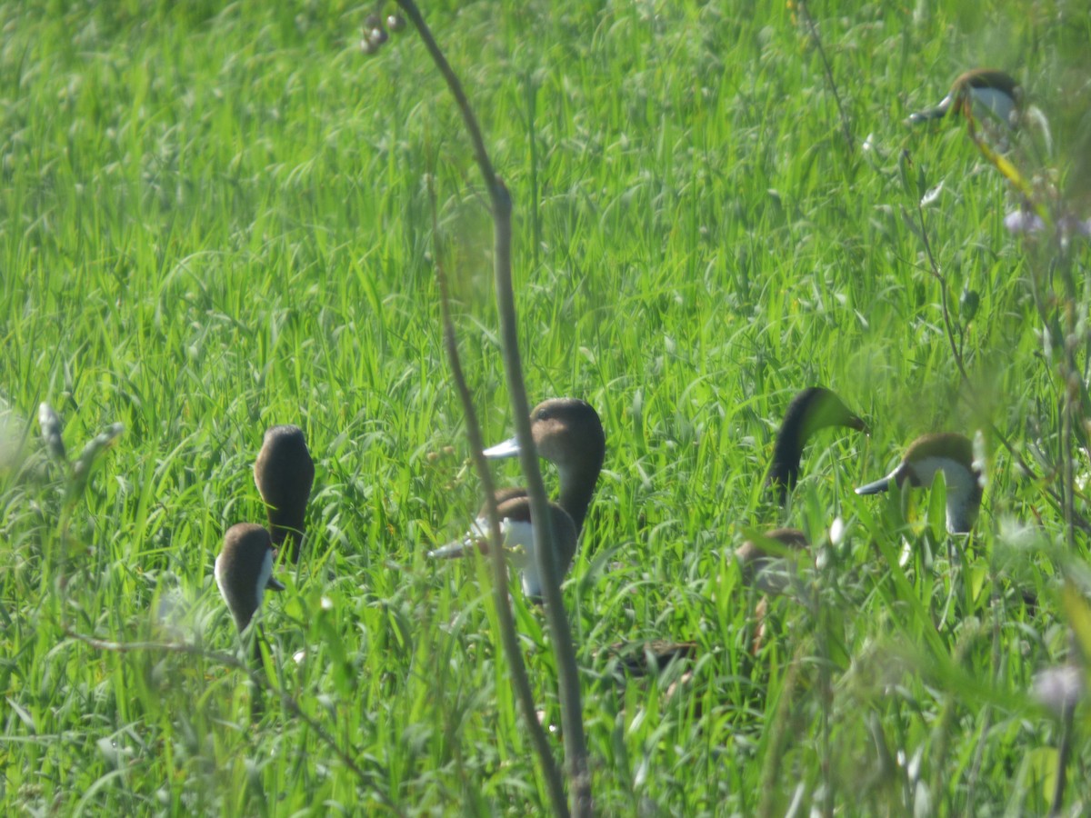 Purple Gallinule - ML635550755