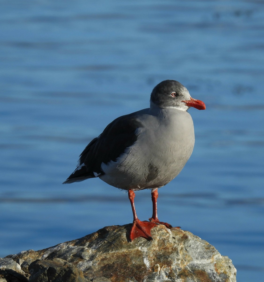 Dolphin Gull - ML635550798
