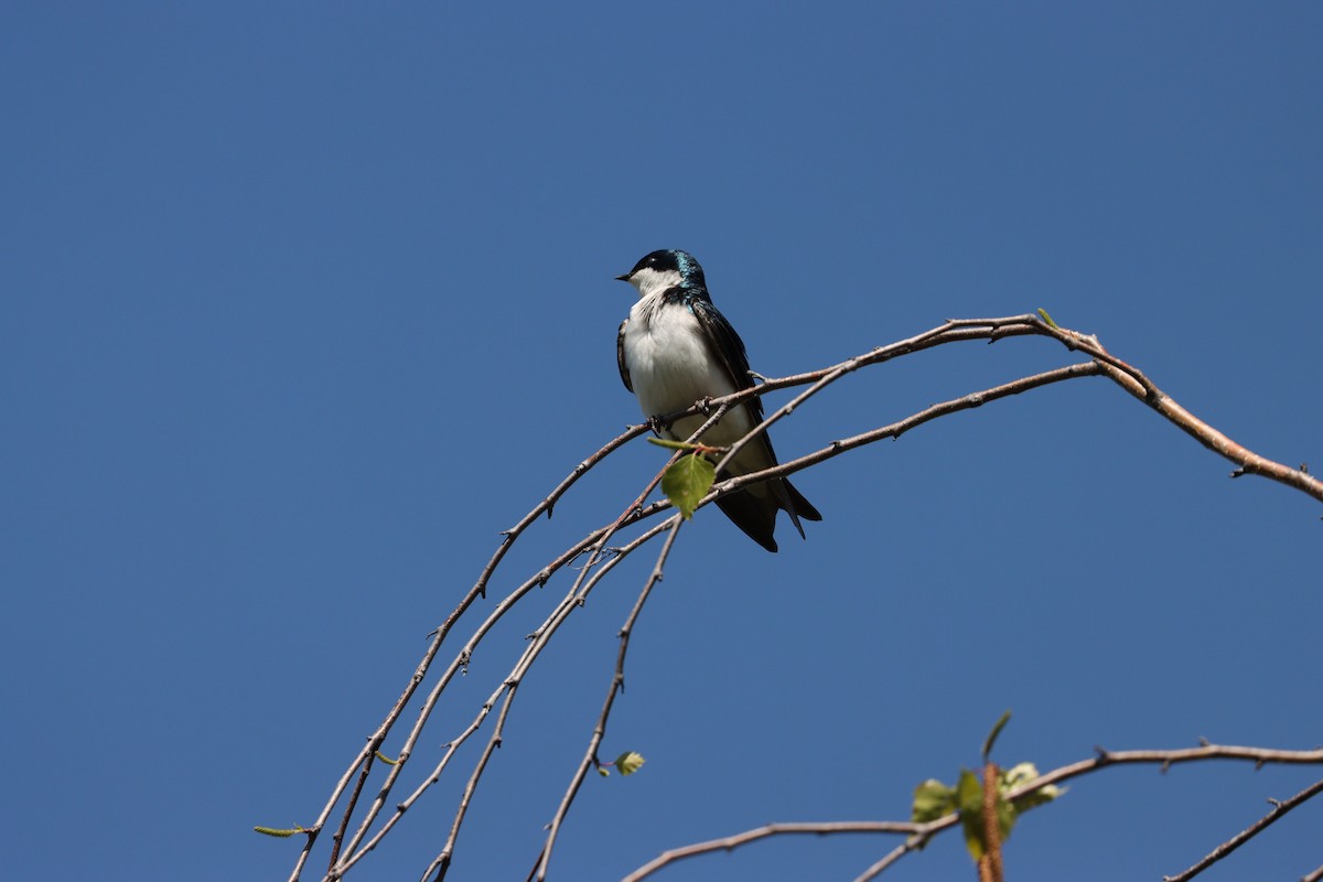 Hirondelle bicolore - ML635550851