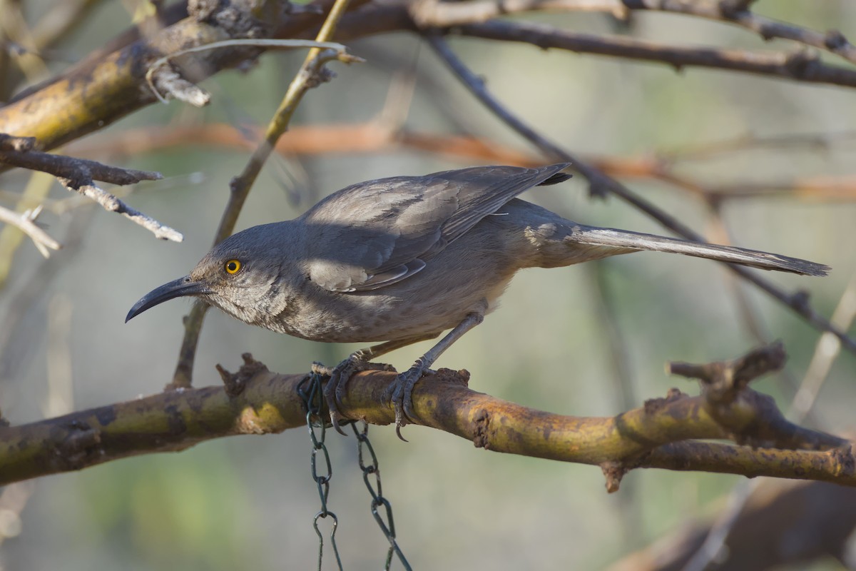 kaktusspottefugl - ML635550903