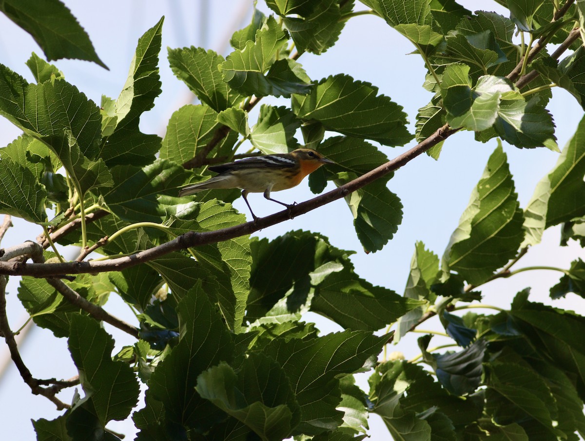 hemlokkparula - ML635550910