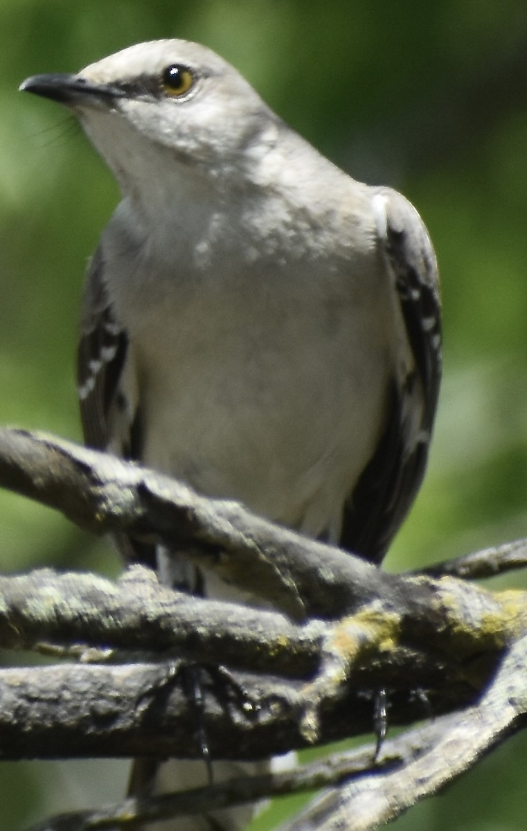 sangspottefugl - ML635550917