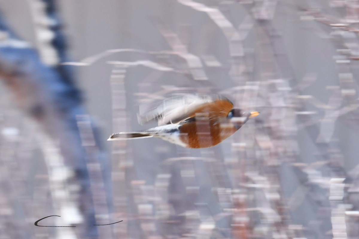 Wanderdrossel - ML635551009