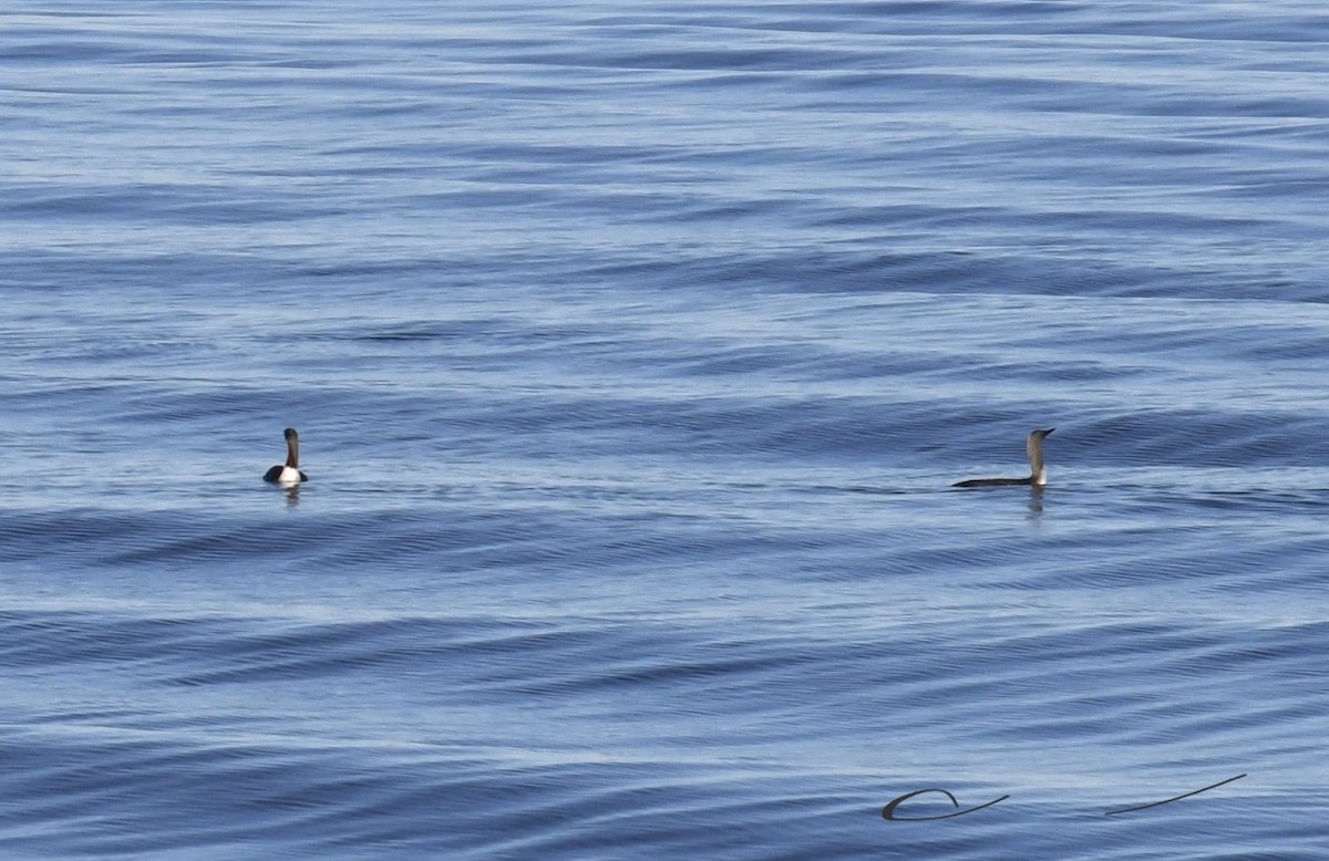 Red-throated Loon - ML635551141