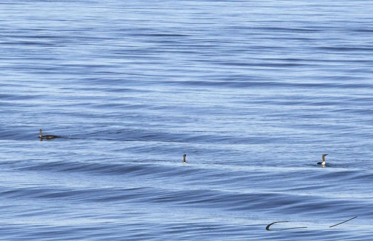 Red-throated Loon - ML635551142